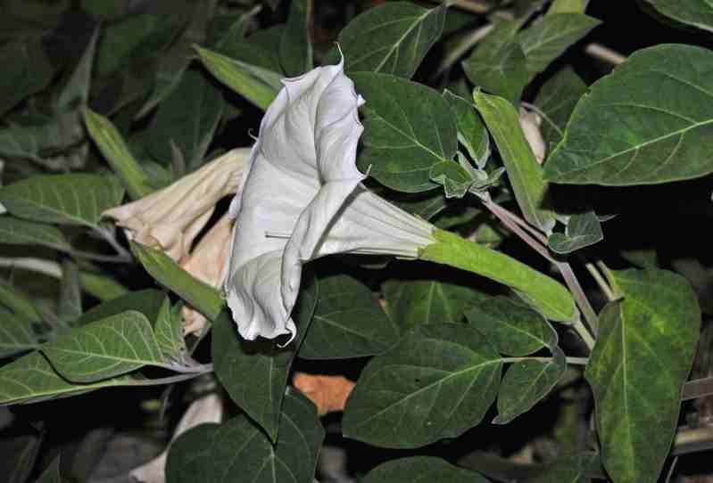 Datura inoxia